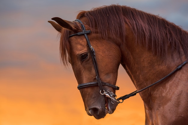 Retrato de cavalo ao pôr do sol