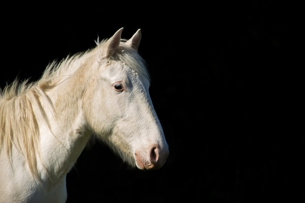 Retrato de cavalo branco em fundo preto