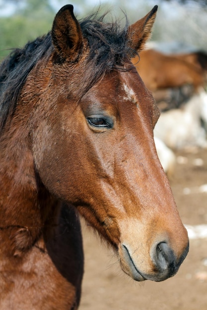 Retrato de cavalo com olhos expressivos