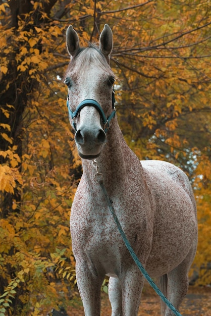 Retrato de cavalo de corrida árabe