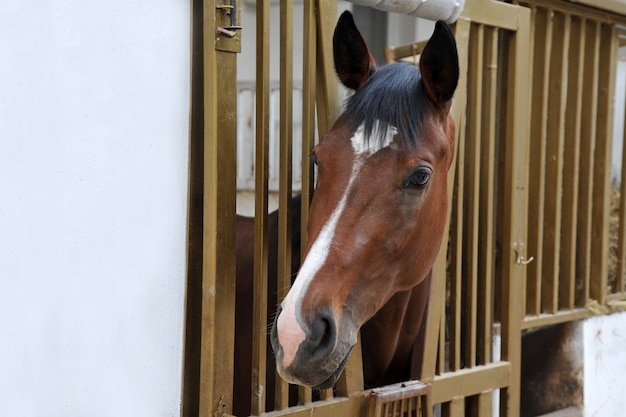 Retrato de cavalo em box.