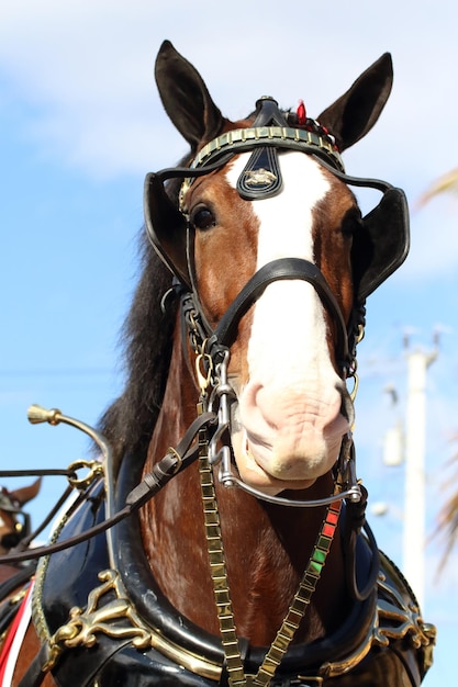 Foto retrato de cavalo em close-up contra o céu