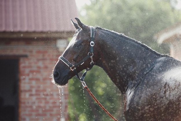 Foto retrato de cavalo em spray de água chuveiro de cavalo no estábulo