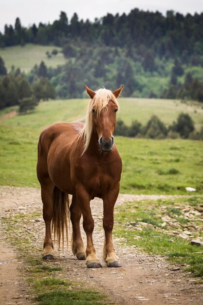 Foto retrato de cavalo em um rancho