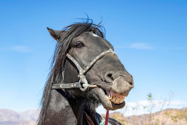 Retrato de cavalo engraçado O cavalo sorri mostrando os dentes