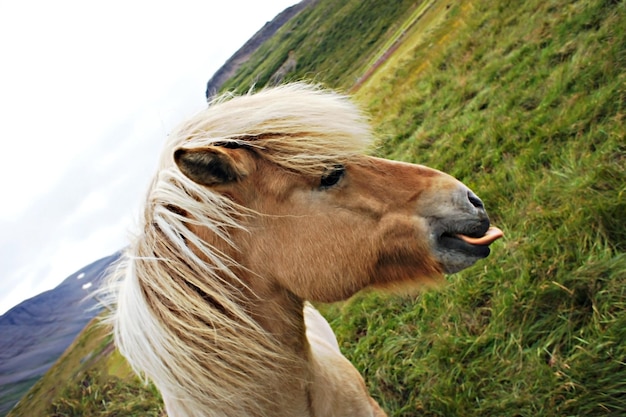 Retrato de cavalo islandês vermelho com juba branca mostrando a língua contra grama verde e montanhas