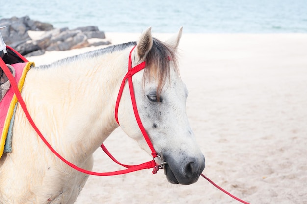 Retrato de cavalo lindo potro branco árabe no fundo do marCavalo branco na praia Tailândia