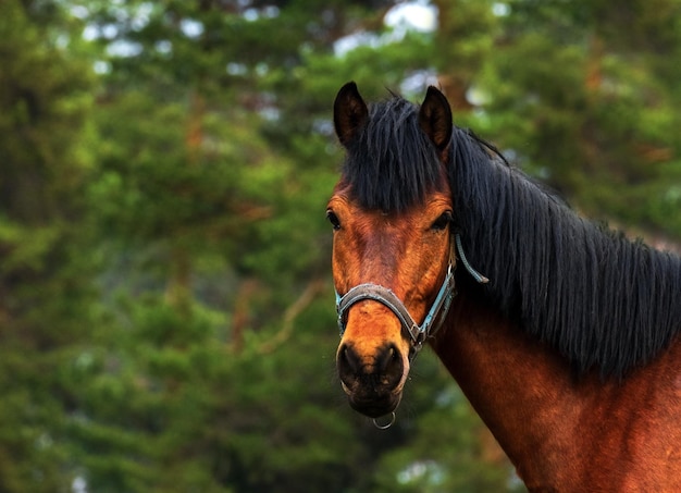 Retrato de cavalo marrom em um fundo de floresta verde turva