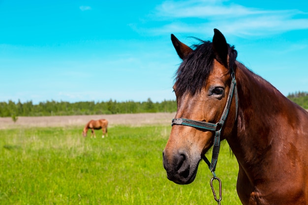 Um cavalo em um campo com a palavra cavalo na frente