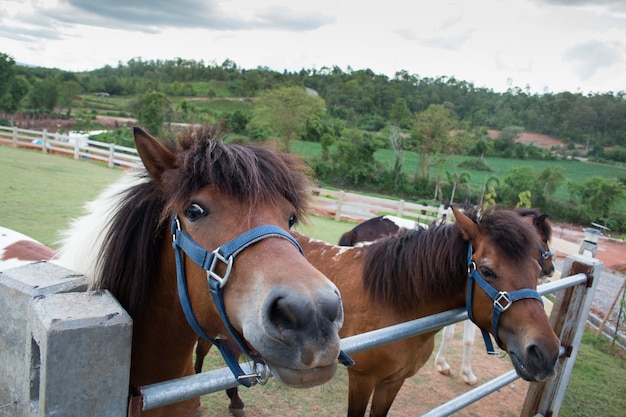 Retrato de cavalo marrom