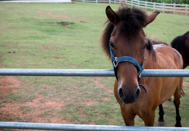 Retrato de cavalo marrom