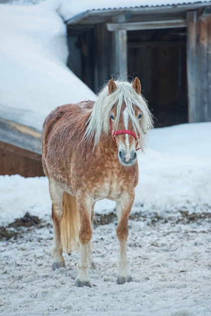 Retrato de cavalo na neve branca enquanto olha para você