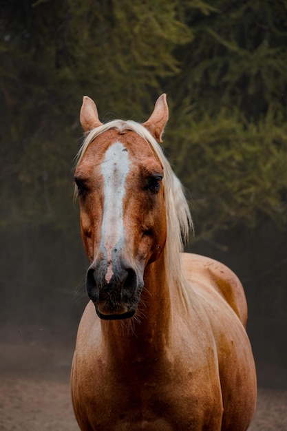 Retrato de cavalo no fundo da natureza