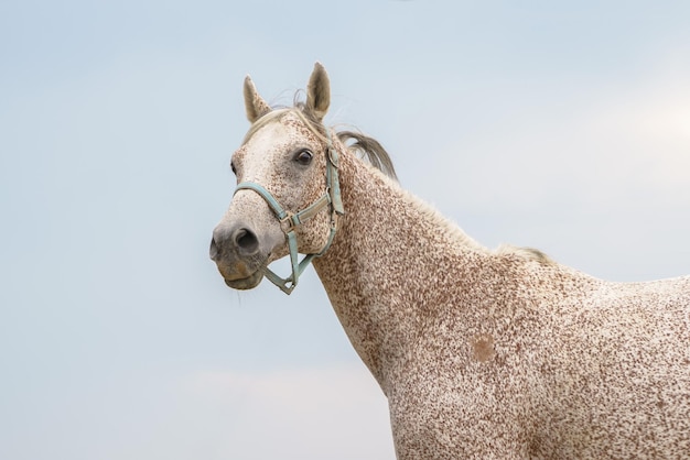 Retrato de cavalo puro-sangue árabe cinza picado por pulgas