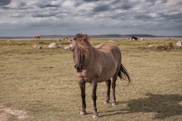 Retrato de cavalo selvagem no parque nacional