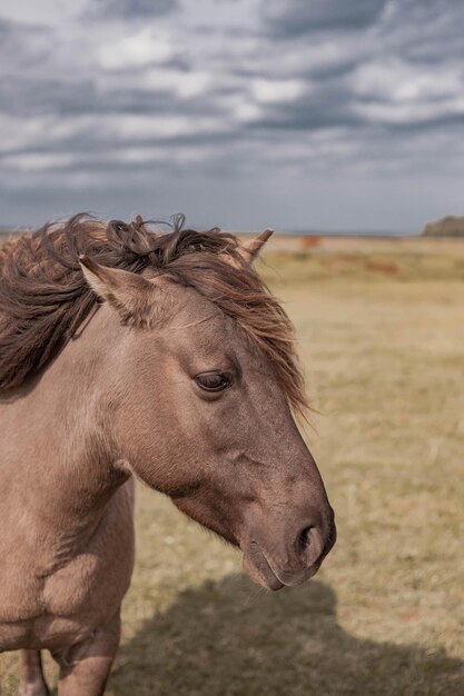 Retrato de cavalo selvagem no parque nacional