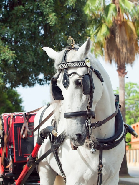 Foto retrato de cavalo