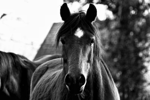 Foto retrato de cavalo