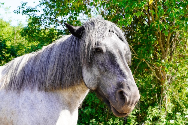 Retrato de cavalos cinza de perfil lateral no exterior