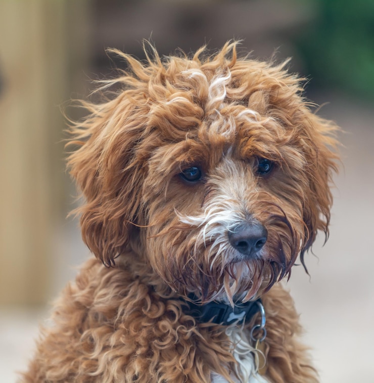 Foto retrato de cavapoo
