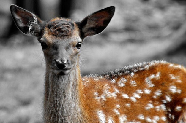 Retrato de cervo em close-up