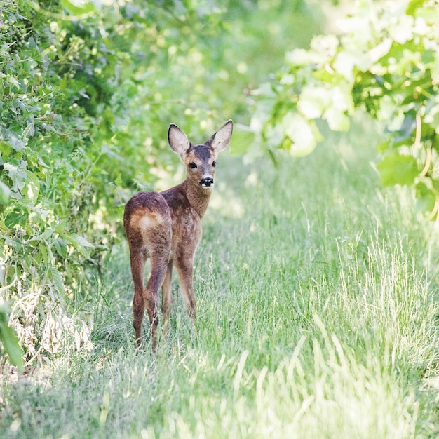 Retrato de cervo na floresta