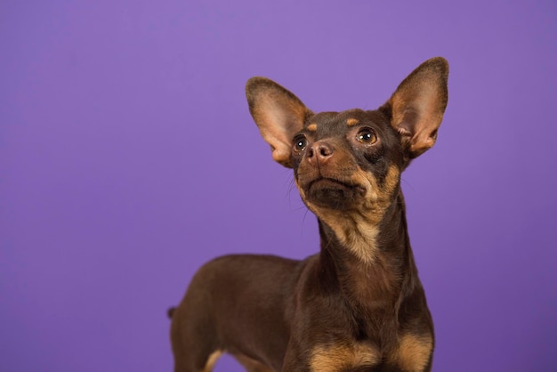 Foto retrato de chihuahua close-up olhando para cima com espaço negativo com orelhas levantadas em b roxo isolado