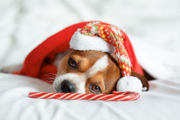 Retrato de Chihuahua com chapéu de Papai Noel e lenço vermelho com bengala de pirulito deitada na cama. Fique em casa. relaxar. Sonhos de Natal. Foto de alta qualidade