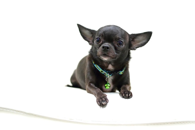Retrato de chihuahua em tecido branco