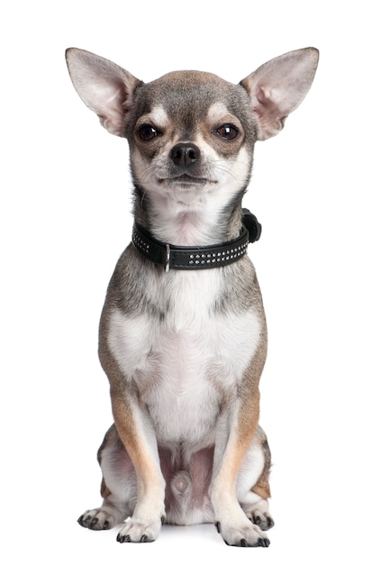 Retrato de Chihuahua isolado