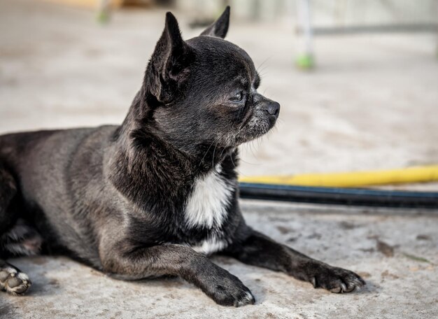 Retrato de chihuahua preto inteligente