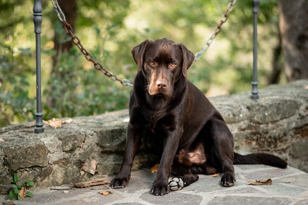 Retrato de chocolate Júnior Labrador Retriever sentado no chão ao ar livre. Cachorro olhando para a câmera com uma cara triste.