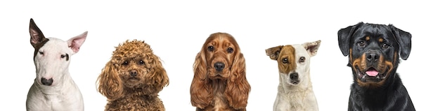 Retrato de cinco cães de raças diferentes lado a lado isolados em branco