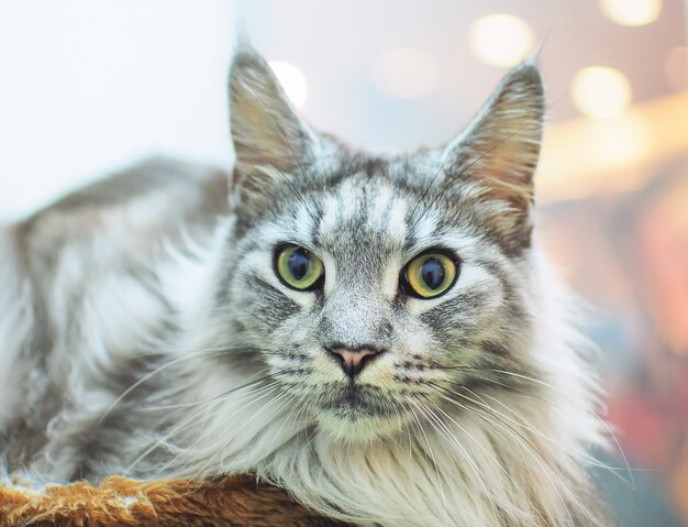 Retrato, de, cinzento, gato coon maine