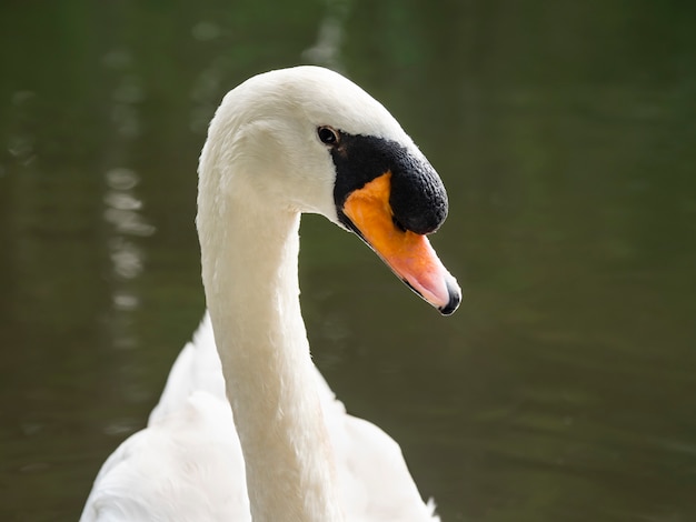 Retrato de cisne branco no lago