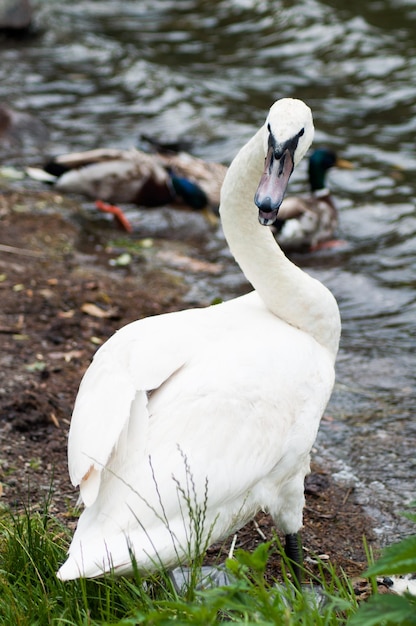 Foto retrato de cisne branco