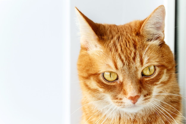 Retrato de close-up bonito jovem gato ruivo, animal em casa