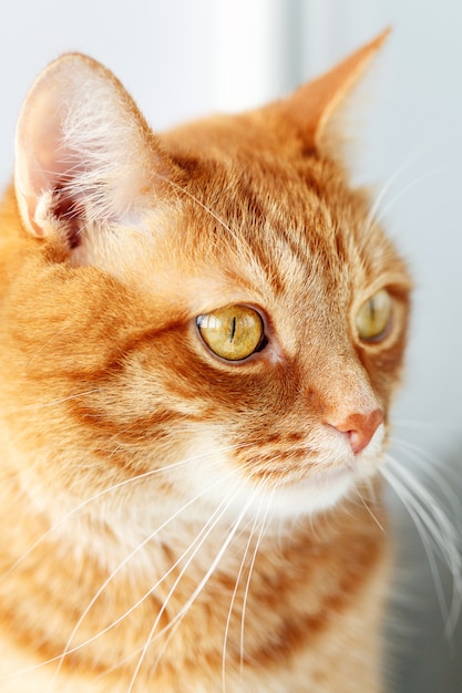 Retrato de close-up bonito jovem gato ruivo