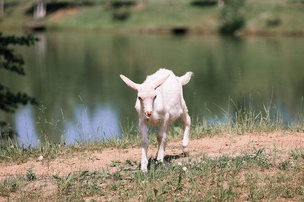 Retrato de close-up de cabra adulta branca grama no campo verde de verão na zona rural da vila