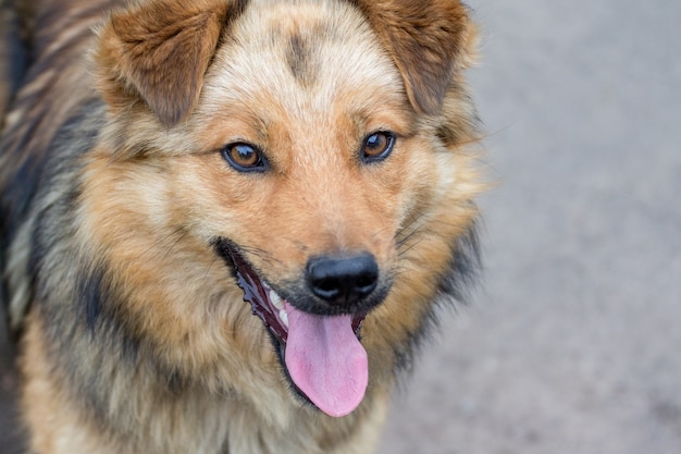 Retrato de close-up de cachorro marrom com boca e língua abertas_