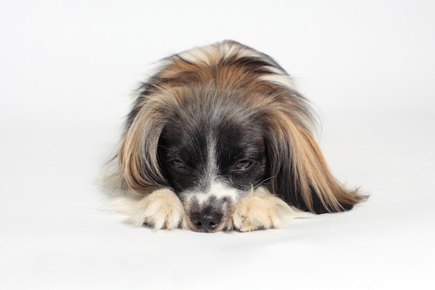 Retrato de close-up de cão papillon