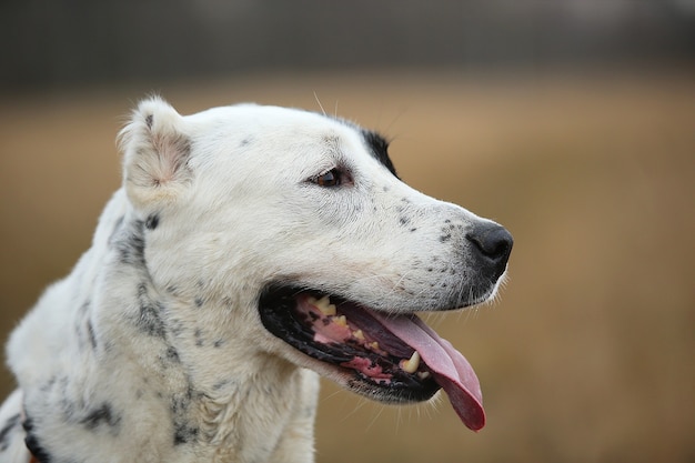 Retrato de close-up de cão pastor da Ásia Central