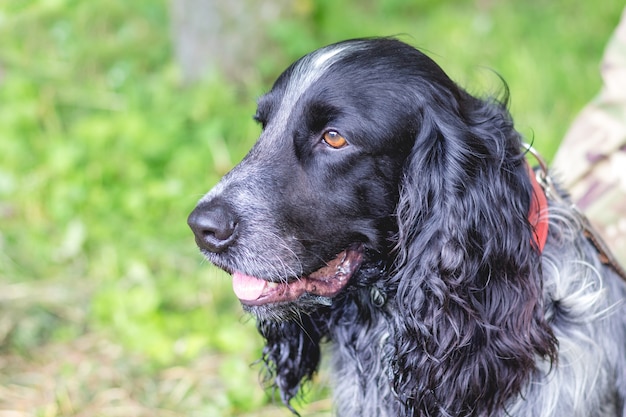 Retrato de close-up de cocker spaniel de raça de cachorro preto no perfil_