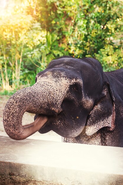 Retrato de close-up de elefante com