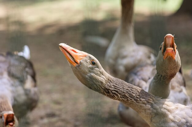 Retrato de close-up de gansos Anser anser cinza em um campo distante