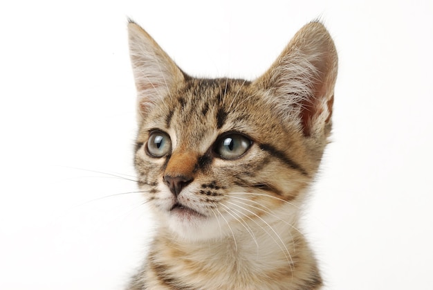 Retrato de close-up de gatinho malhado fofo em um fundo branco