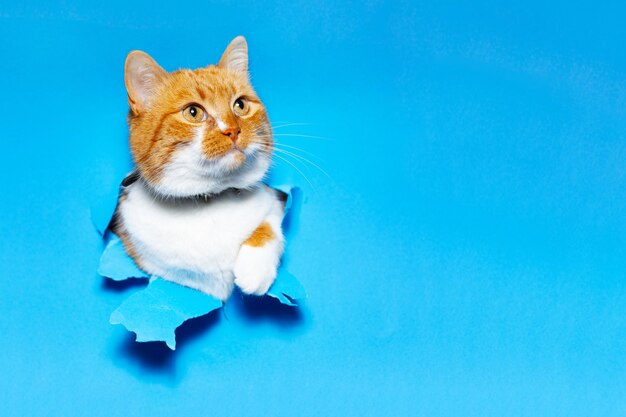 Retrato de close-up de gato branco vermelho através do buraco de papel rasgado azul com espaço de cópia.