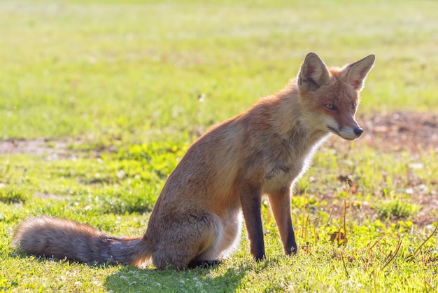 Retrato de close up de raposa vermelha (Vulpes vulpes)