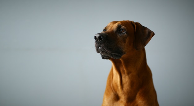 Retrato de close-up de Rhodesian Ridgeback Dog sentado