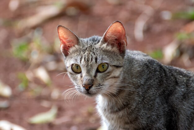 Retrato de close up de Straycat